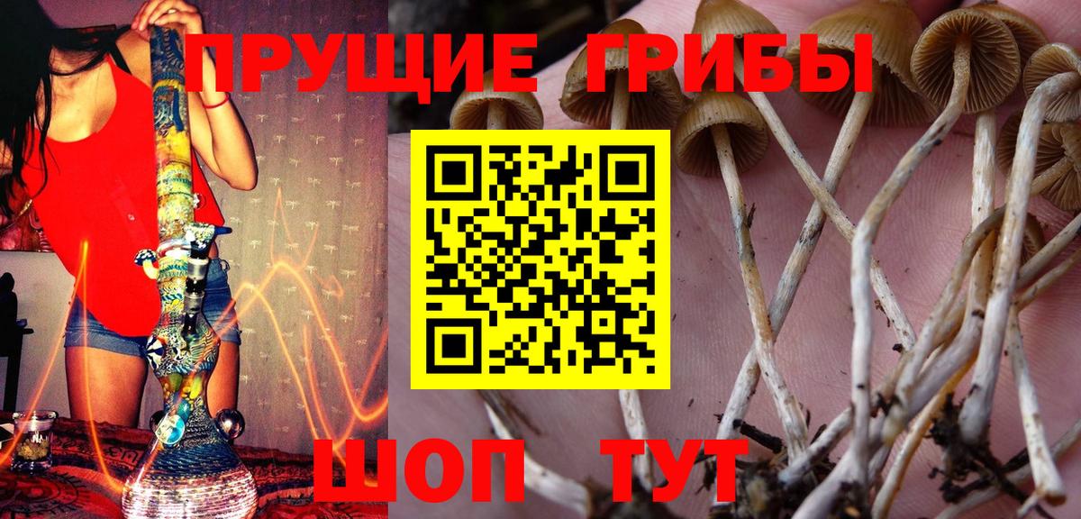 Псилоцибиновые грибы GOLDEN TEACHER Гусь-Хрустальный